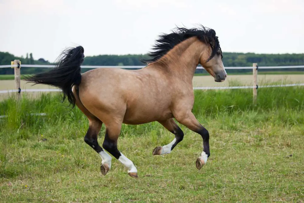 Welsh Cob Stallions Picture