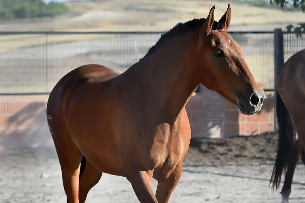 bay horse from Spain