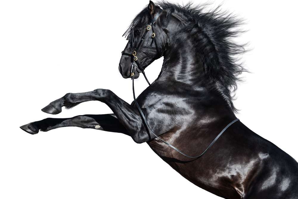 black Andalusian