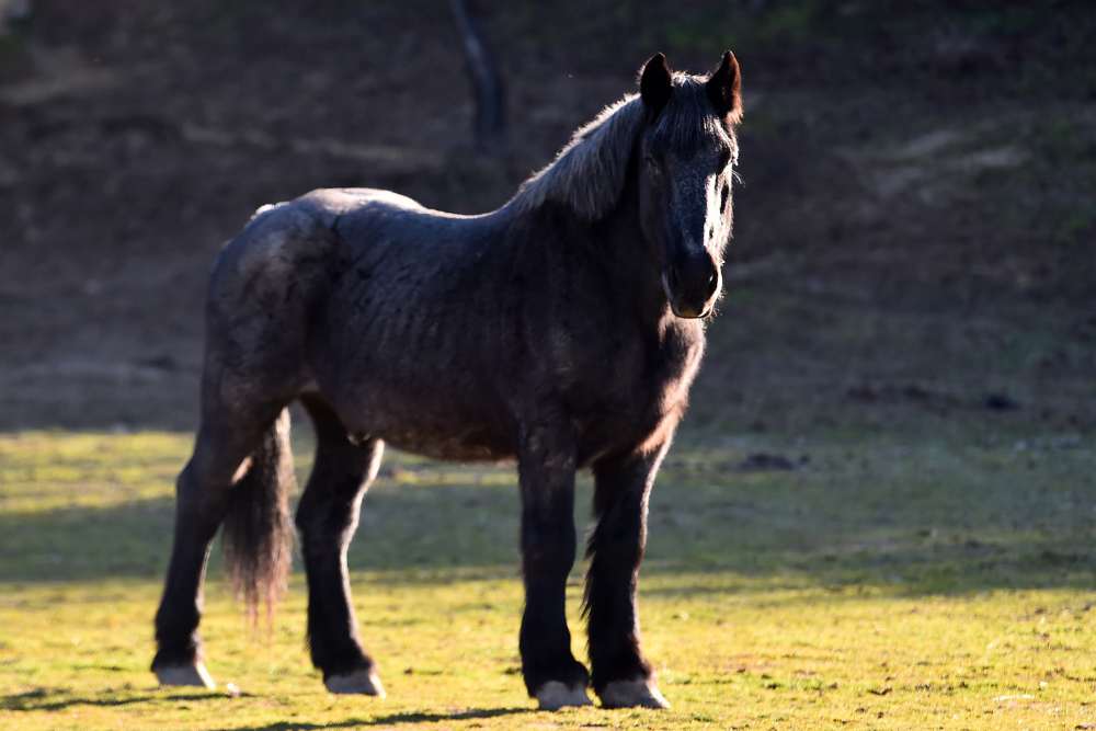black horse from Spain
