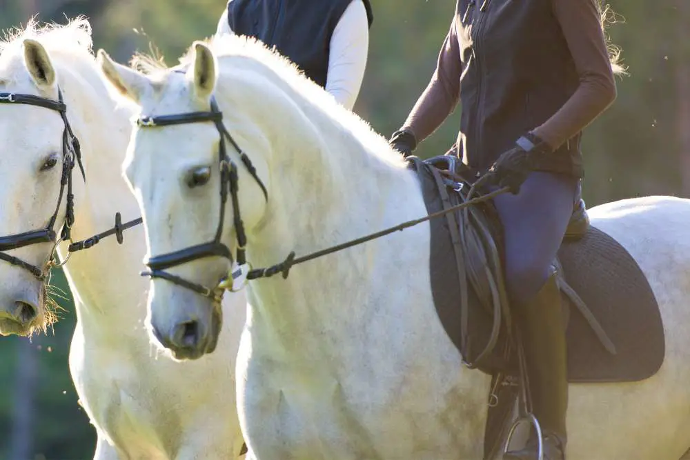 My Favorite Brands For Breeches and Riding Tights
