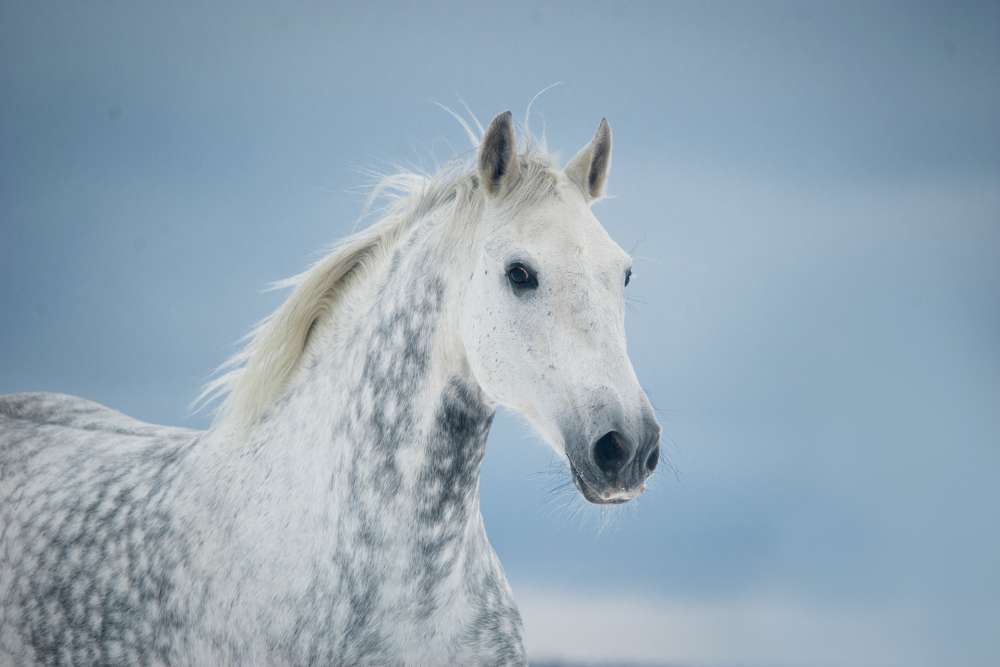 choosing a name for your grey horse
