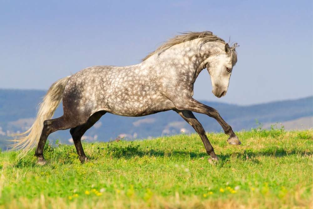 dapple grey horse names
