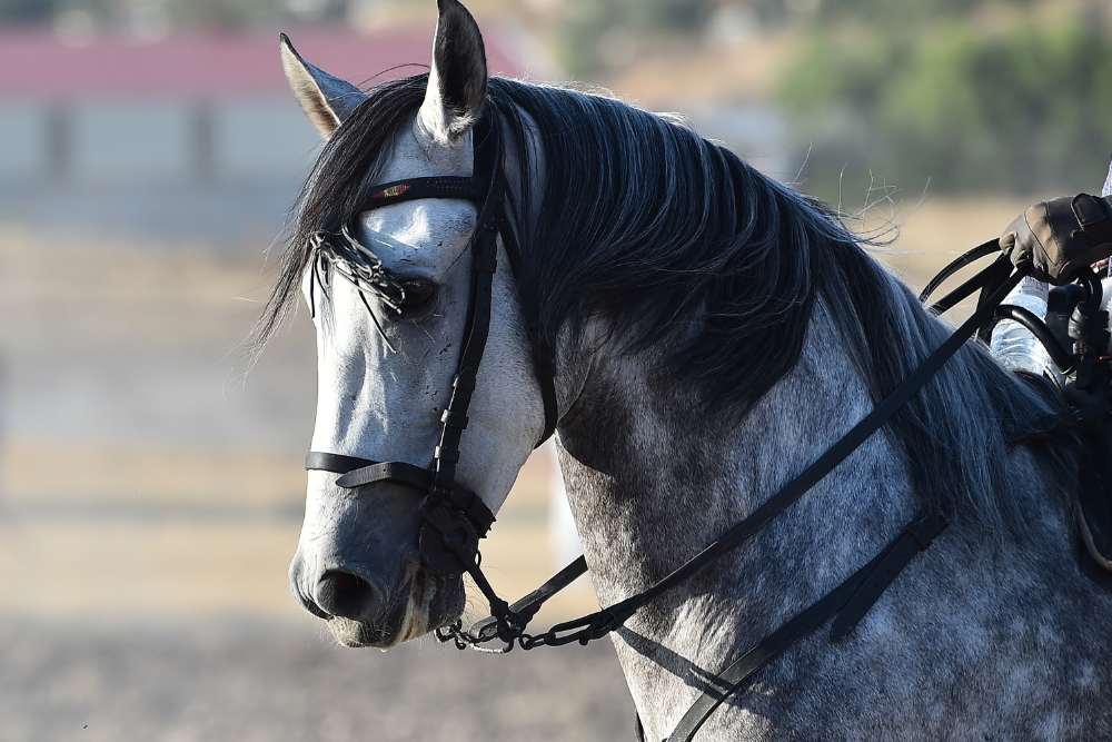 dapple grey Spanish horse