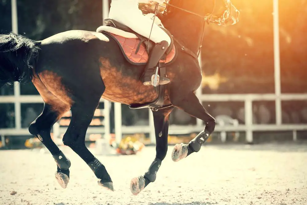 equestrian sport novels