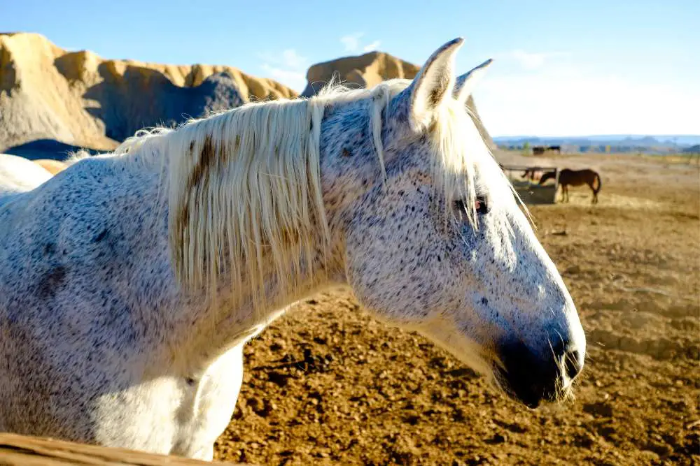 flea bitten grey horse names