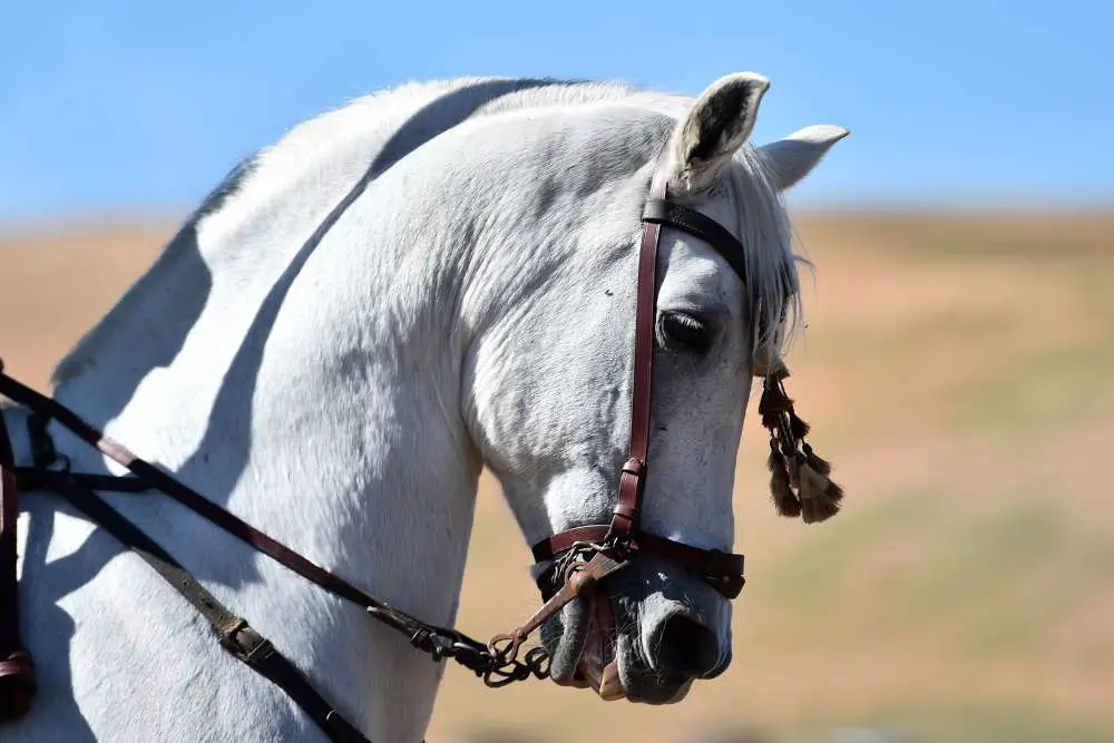 grey horse from spain