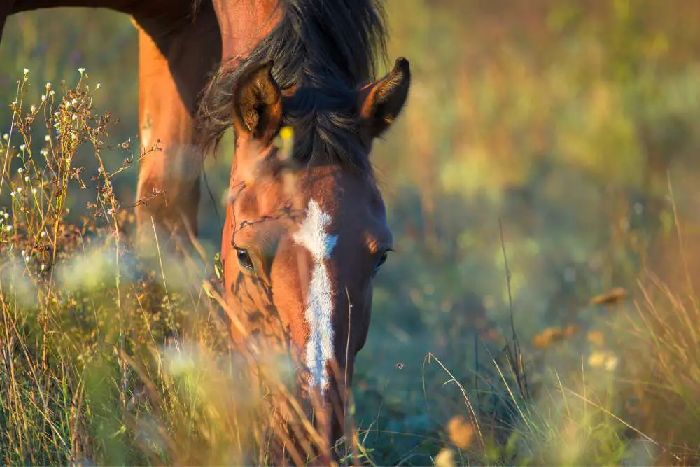 heartwarming horse novels
