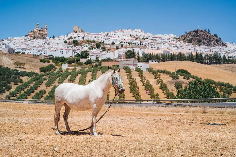 horses from spain