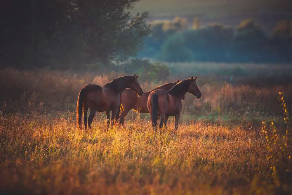 novels about horses