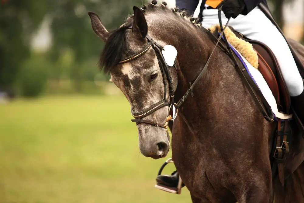 iron-grey horse names