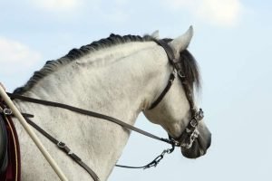 Complete Guide To Baroque Horses: The Epitome of Elegance