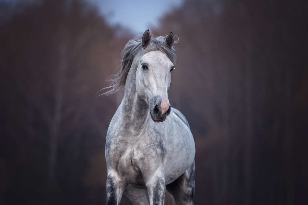 names for a grey horse