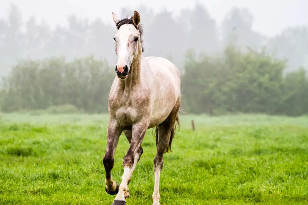 rose grey horse names