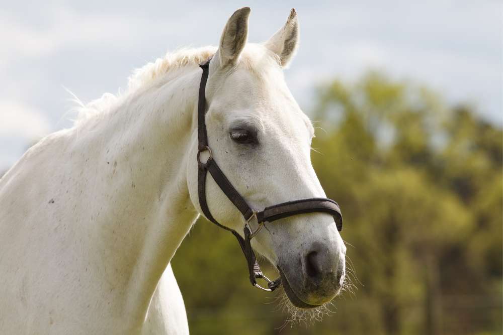 unique grey horse names