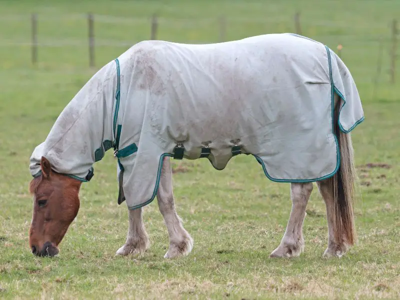 Chestnut horse outside in summer with full neck and fly sheet combo. benefits of fly sheets