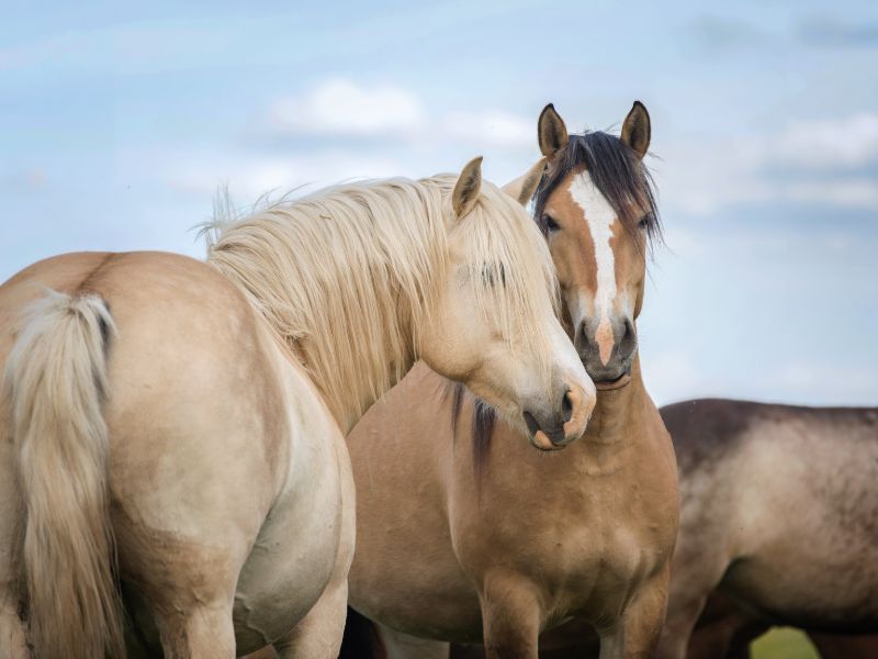 horses trusting of humans