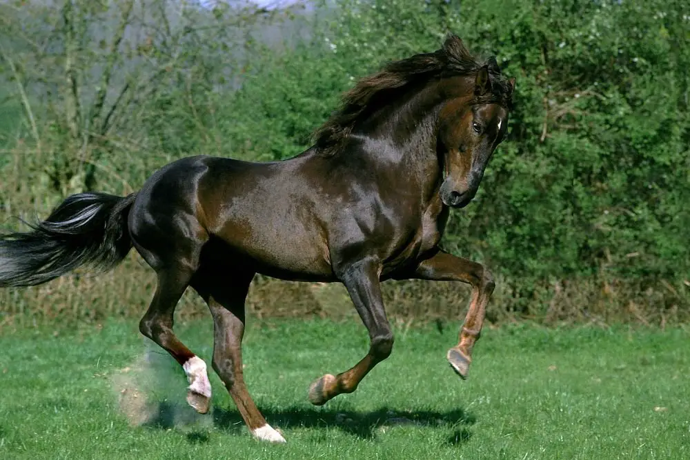 Chestnut Lusitano