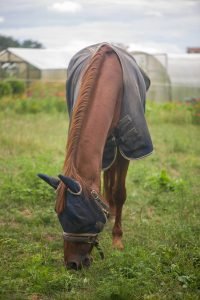 Chestnut in flysheet with fly mask out in paddock.