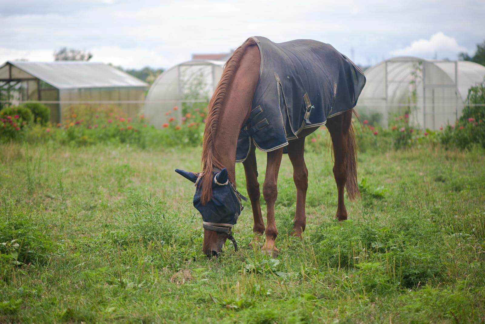 How to put fly sheet on horse. Horse eating grass with fly sheet.