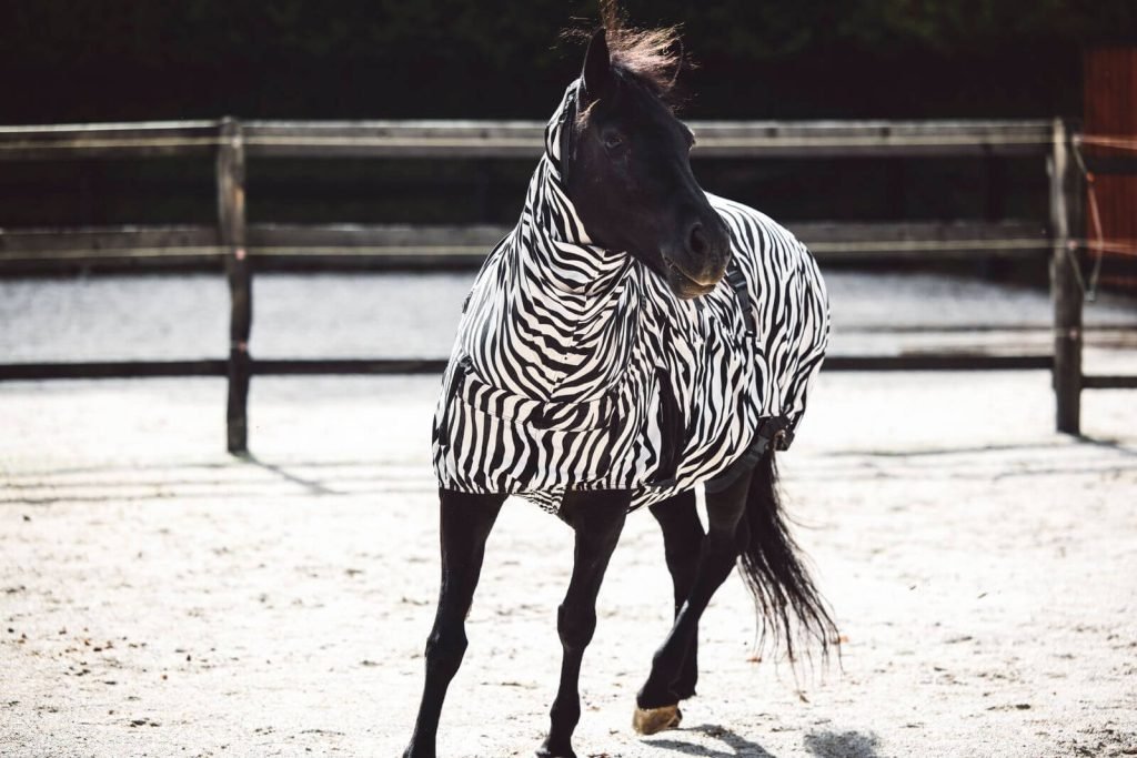 horse in zebra pattern fly sheet. Deciding whether to get your horse a fly sheet.