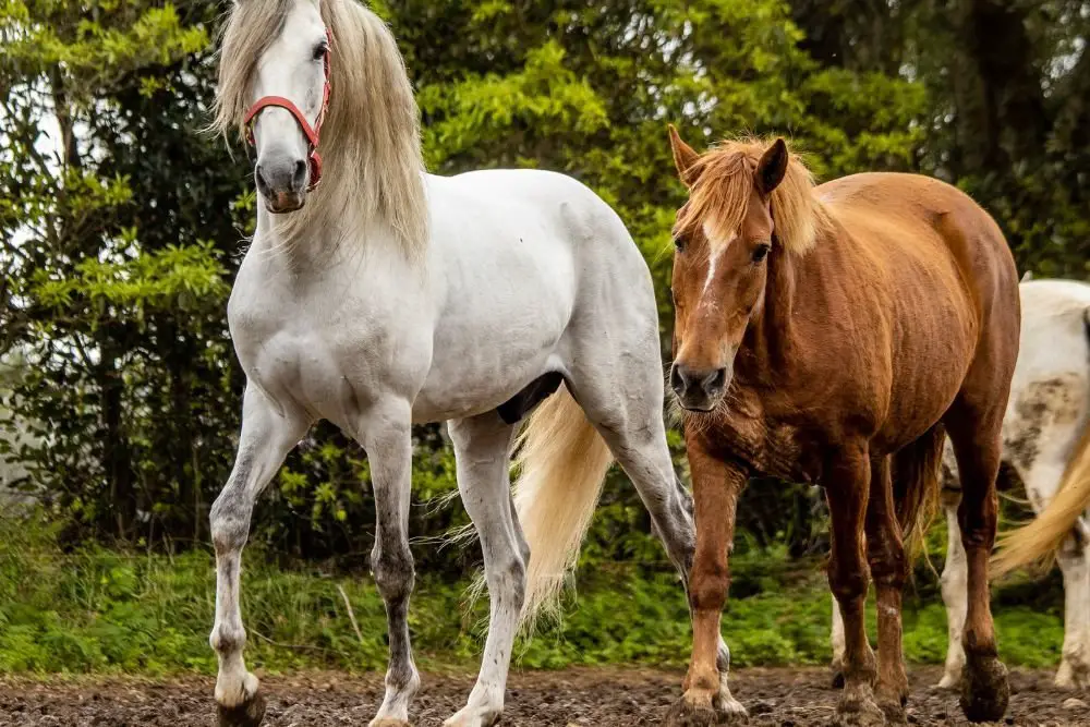 Lusitano Stallion