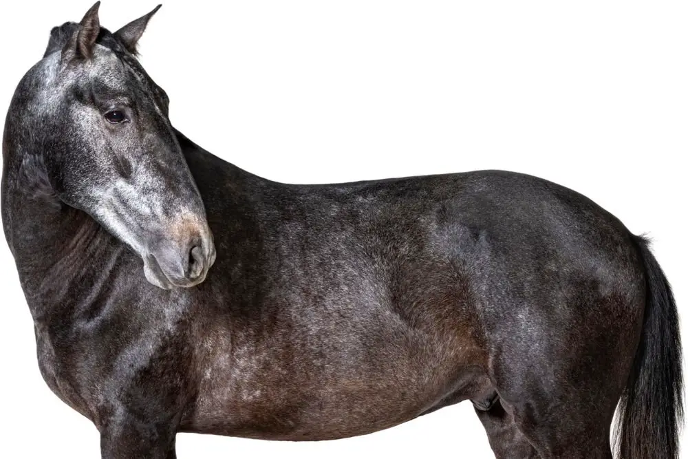 Grey Lusitano