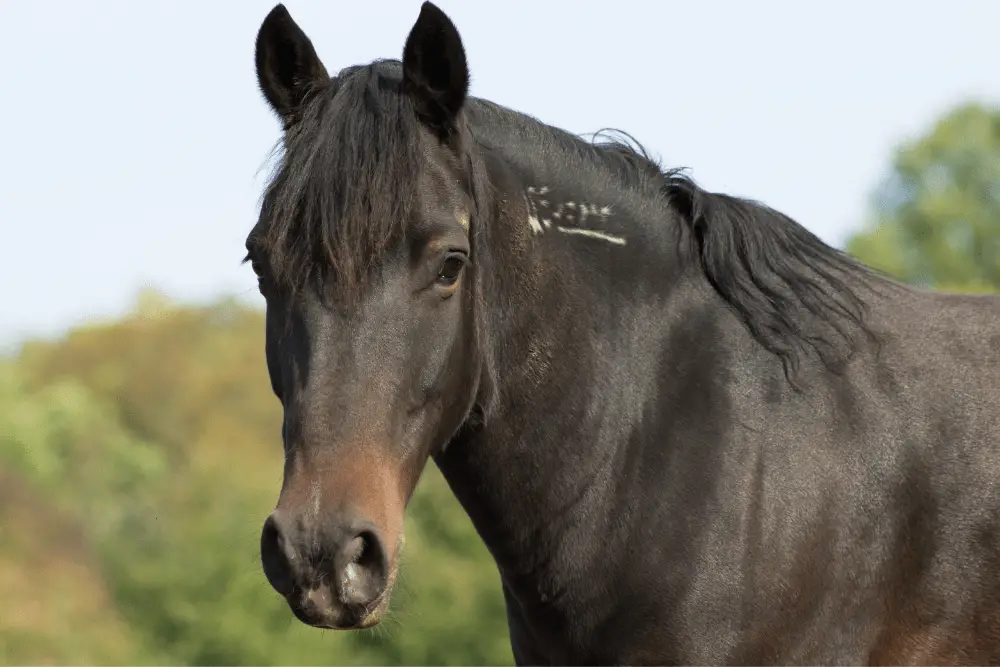 Mustang Horses in Equestrian Sports