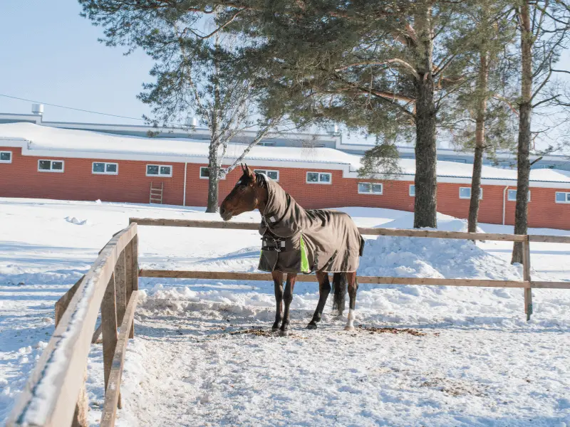 Bay horse out in snowy paddock wearing a turnout blanket with a hood. FAQs about blanketing horses.