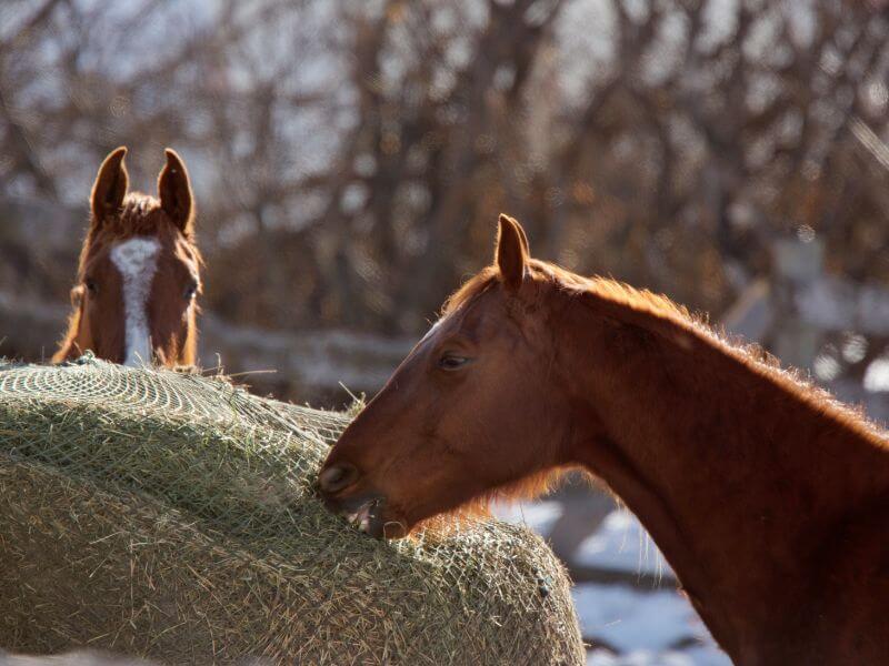 Two horses eating a round bale of hay in a slow feeder. Horse’s Digestion As Heat Production