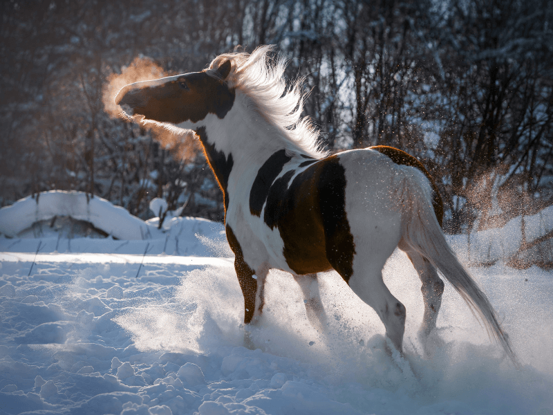 Do horses need blankets. Paint horse cantering in snowy paddock.