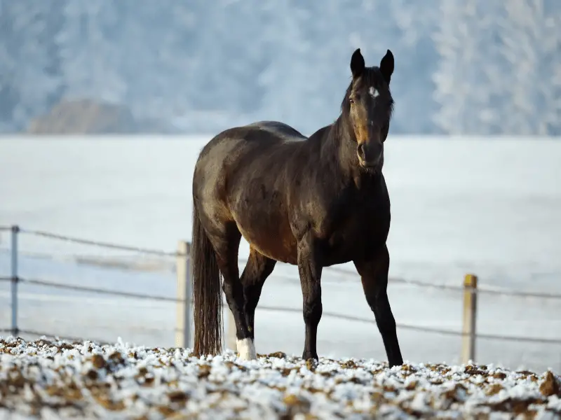 Bay Horse in a snowy paddock. Equine winter defences. 