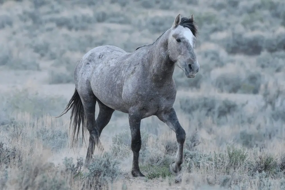 The Extreme Mustang Makeover