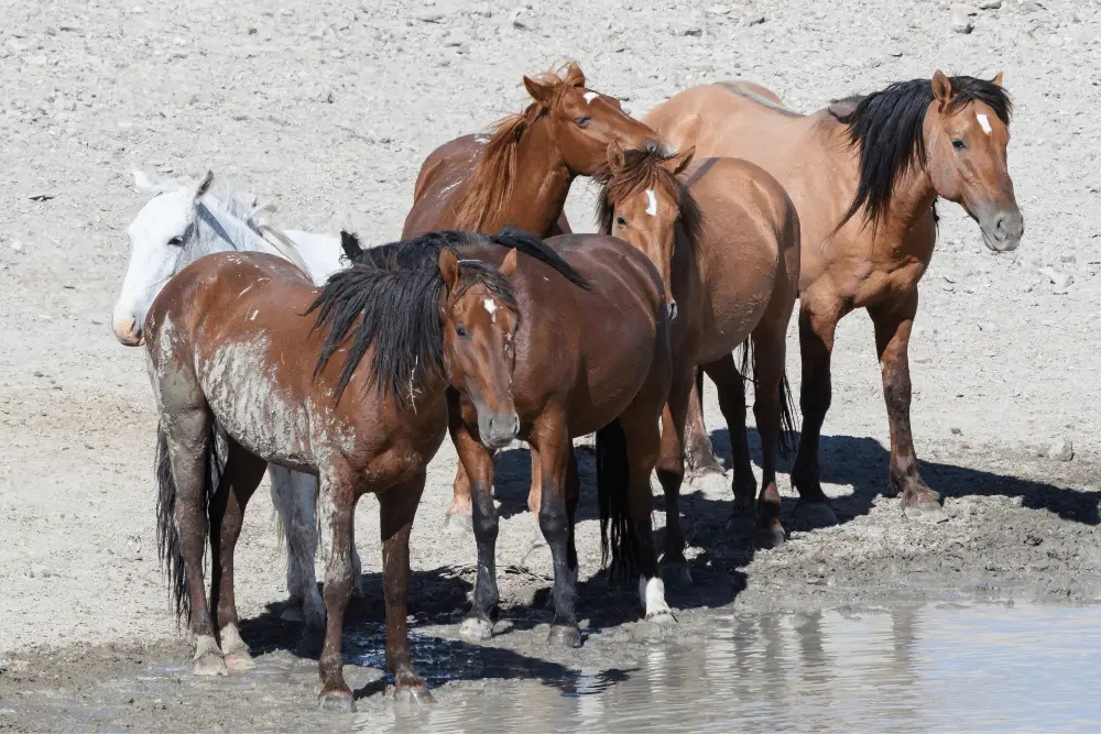 Types of Mustangs