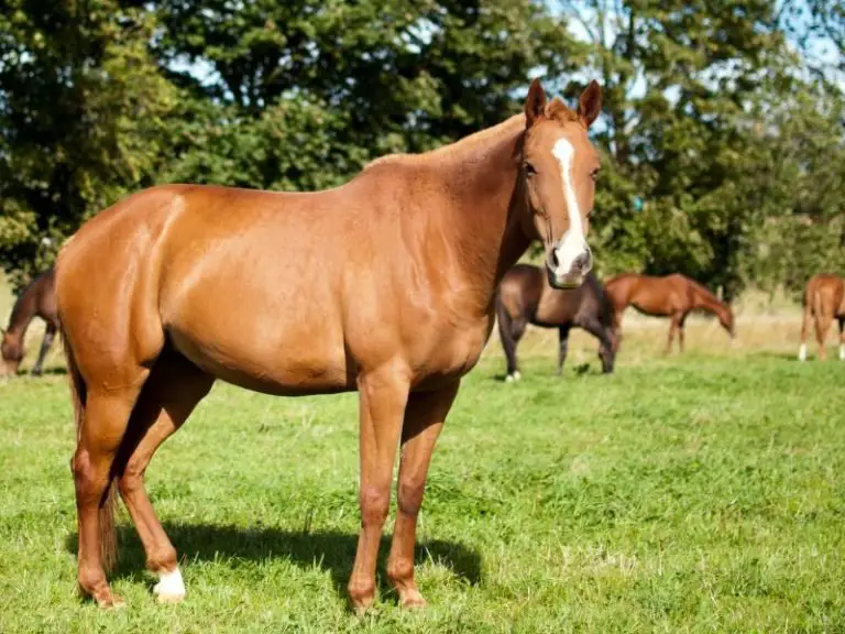 Parts of the Horse (A Look At External Equine Anatomy)