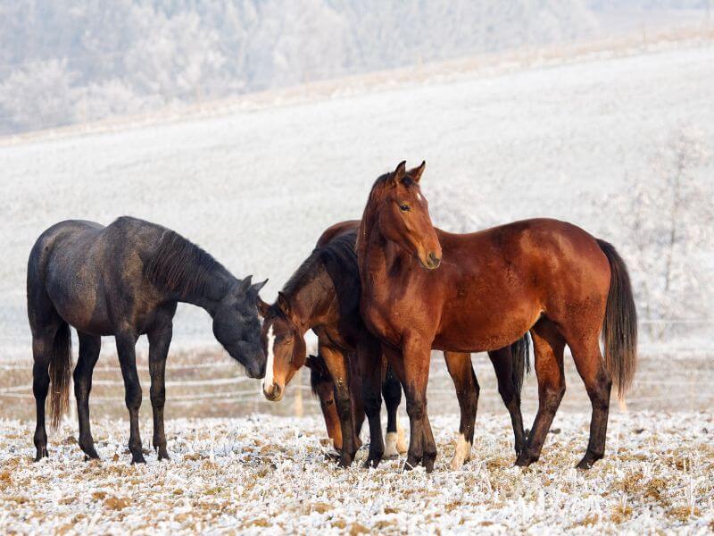 herd of horses huddling together in the cold.  Additional Strategies Horses Use To Keep Warm