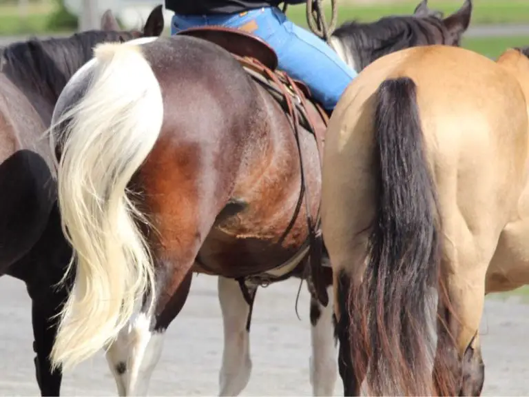 Parts of the Horse (A Look At External Equine Anatomy)