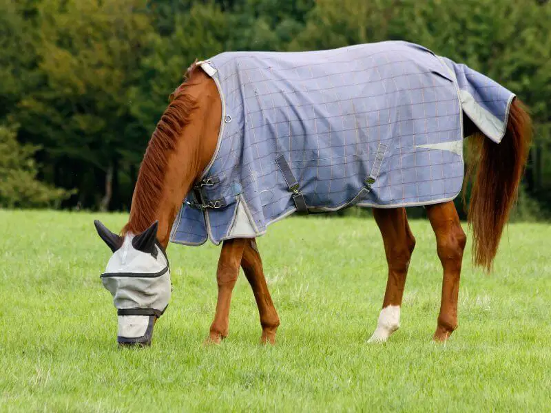 Chestnut horse in fly mask and fly sheet. How To measure a fly sheet