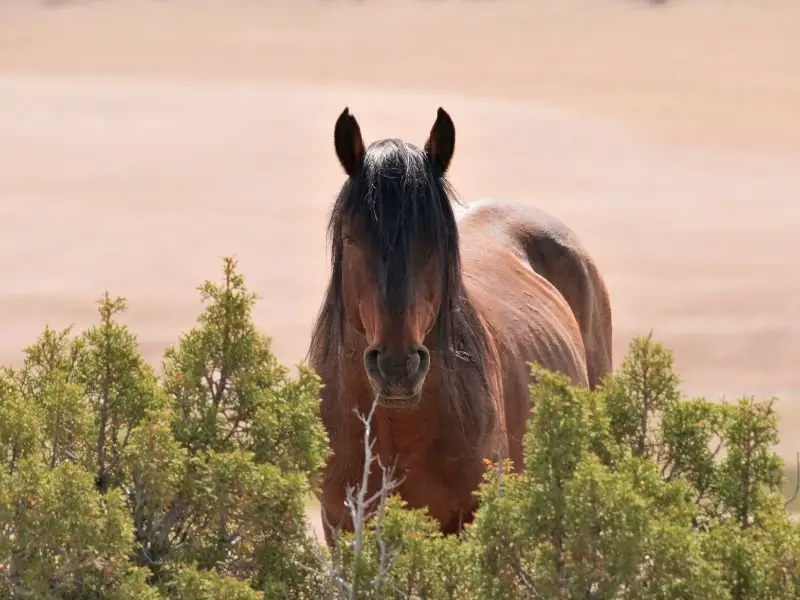 How to Get a Wild Horse to Trust You