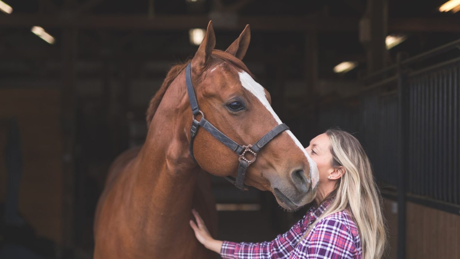 How To Get A Horse To Trust You A Step by step Guide