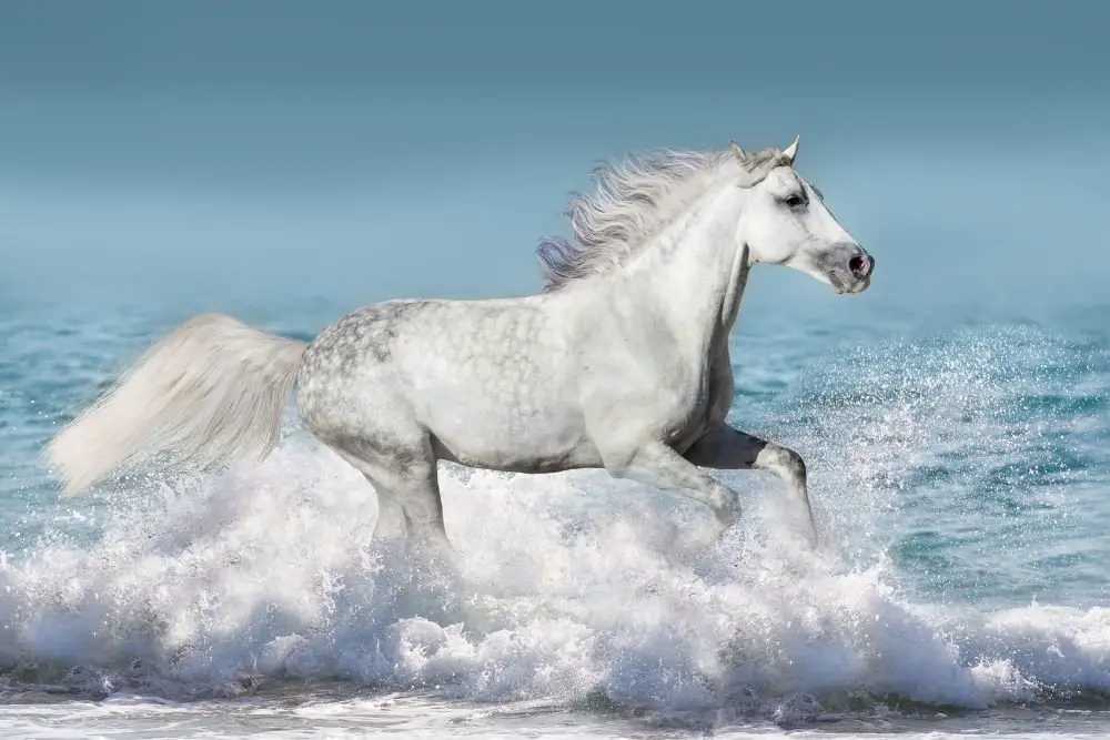 Lusitano galloping on beach