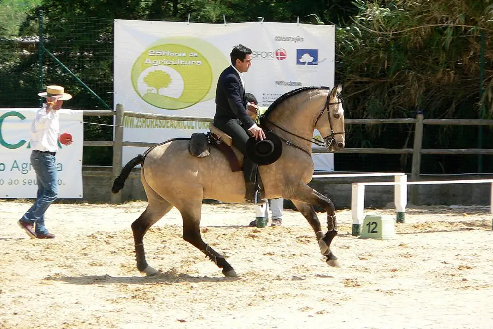 Lusitano working equitation