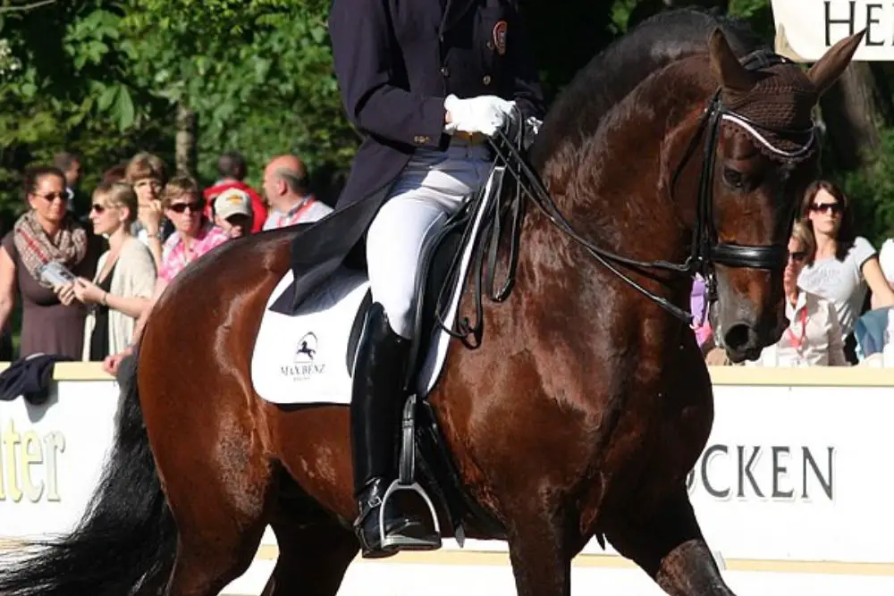 Lusitano dressage