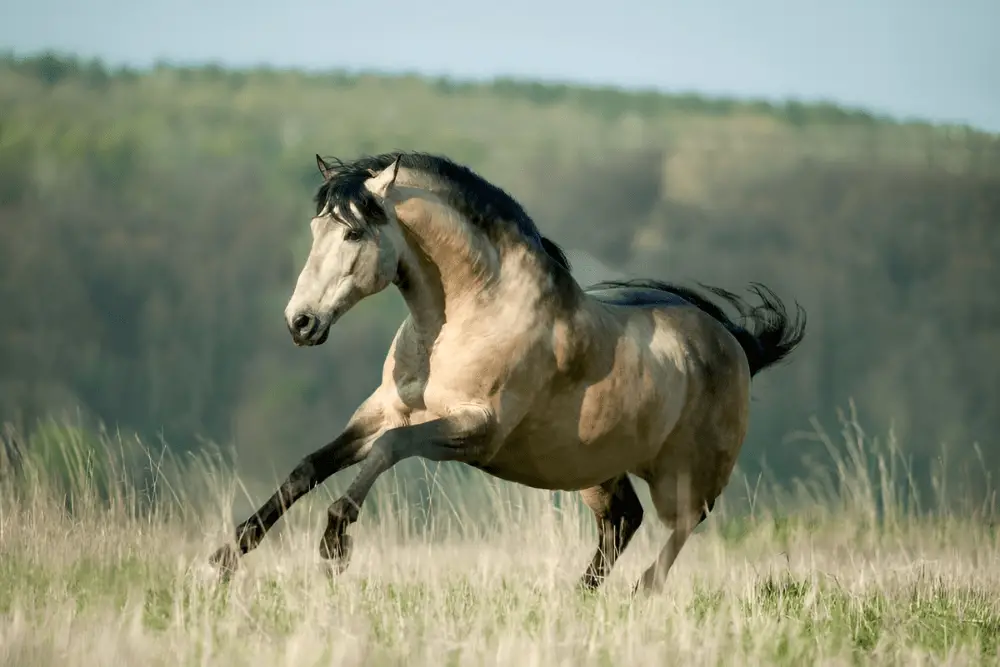 Lusitano horses