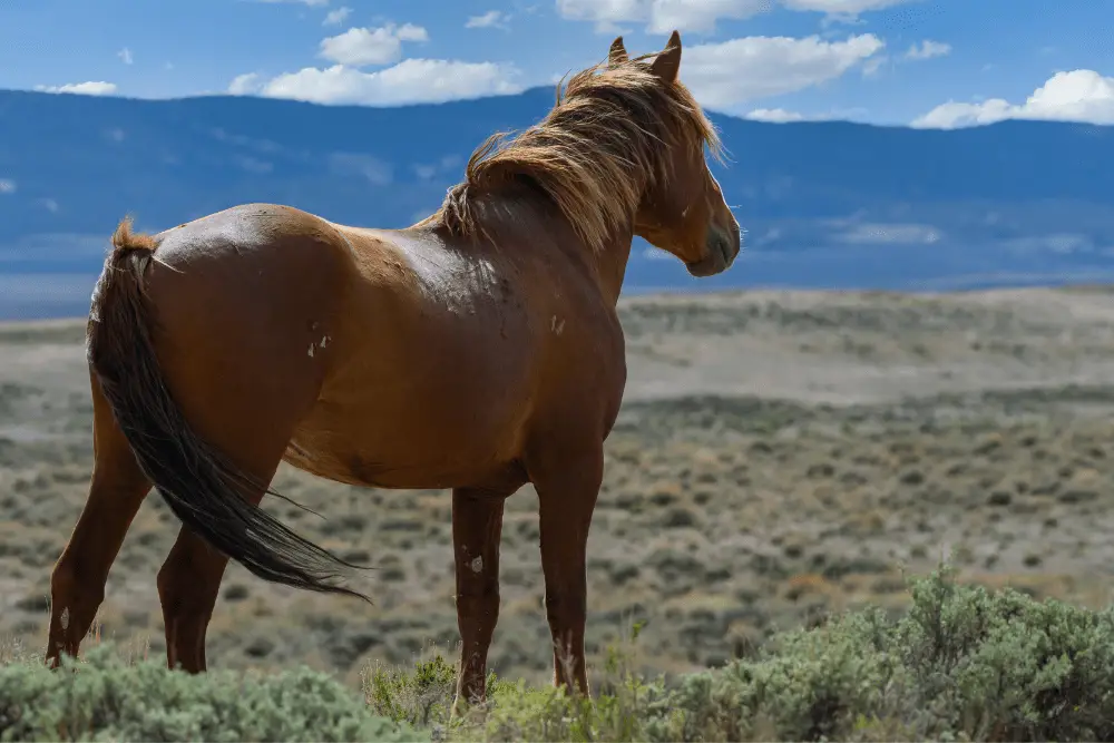 Mustang Horses