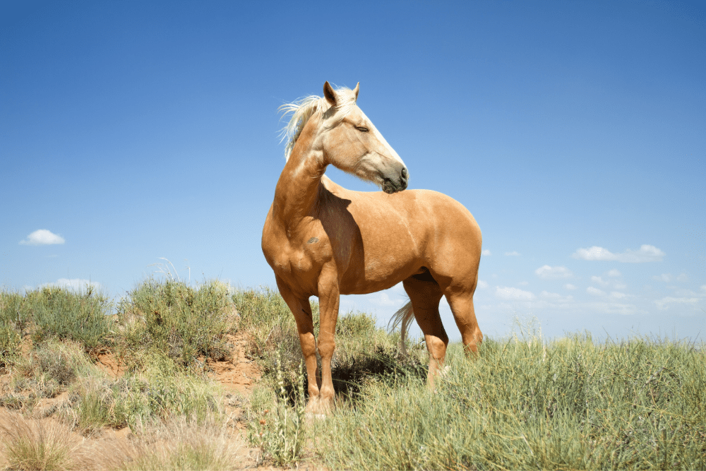 The Characteristics of Mustang Horses