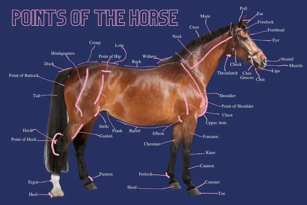 Parts Of The Horse