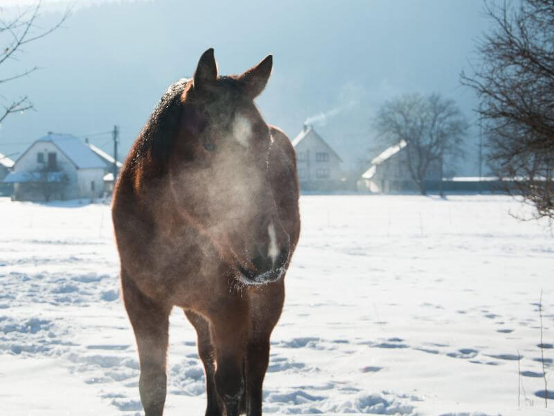 bay horse in the snow with visible breath. Respiratory System's Role in Warming Air