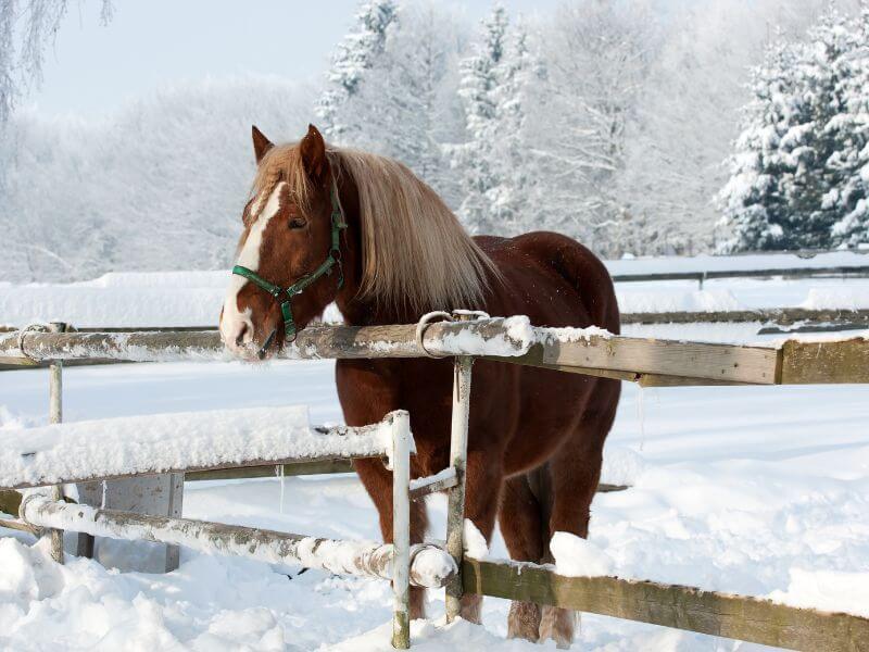 Chestnut draft horse with a blaze, standing in a snowy paddock.  Horse's Thermoneutral Zone