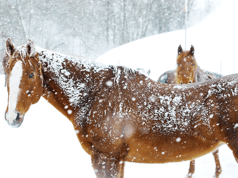 Chestnut horse outside without a blanket covered in snow. How the horses coat works in the winter.
